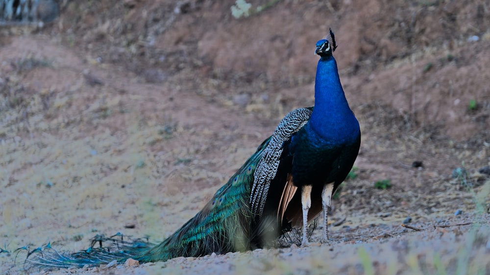 a peacock standing on top of a dirt field