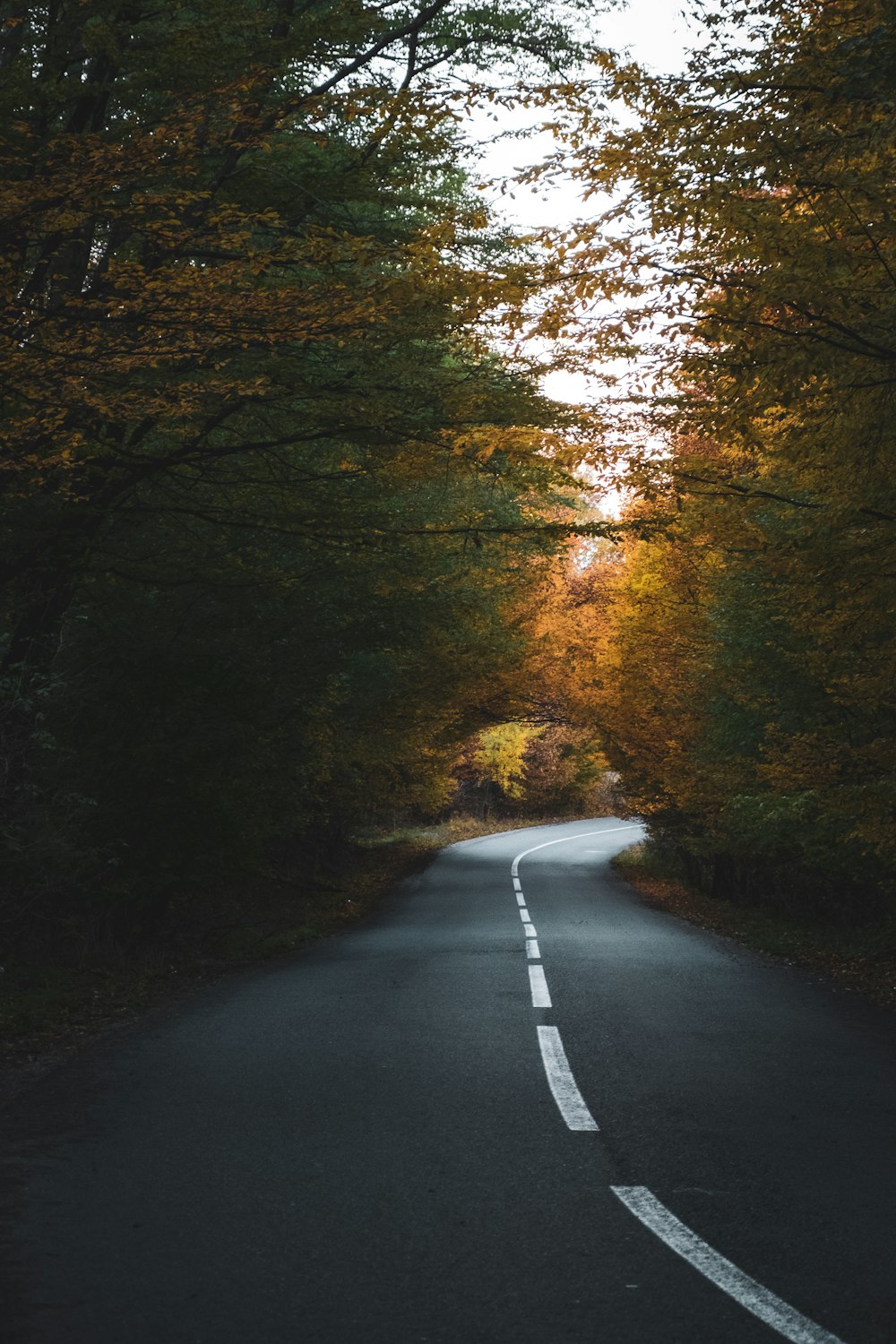 an empty road surrounded by trees in the fall