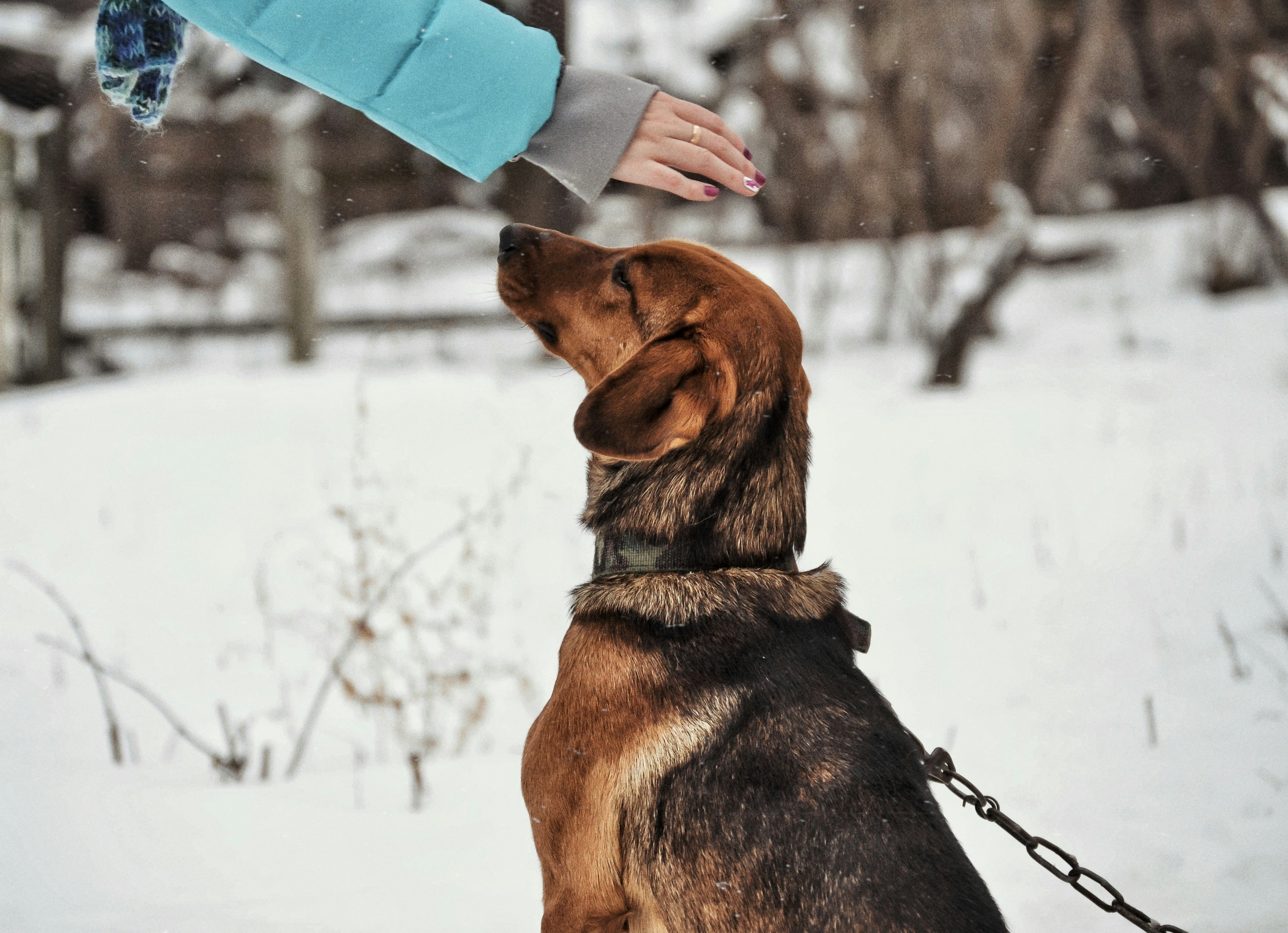 a dog sitting in the snow and being petted by a person