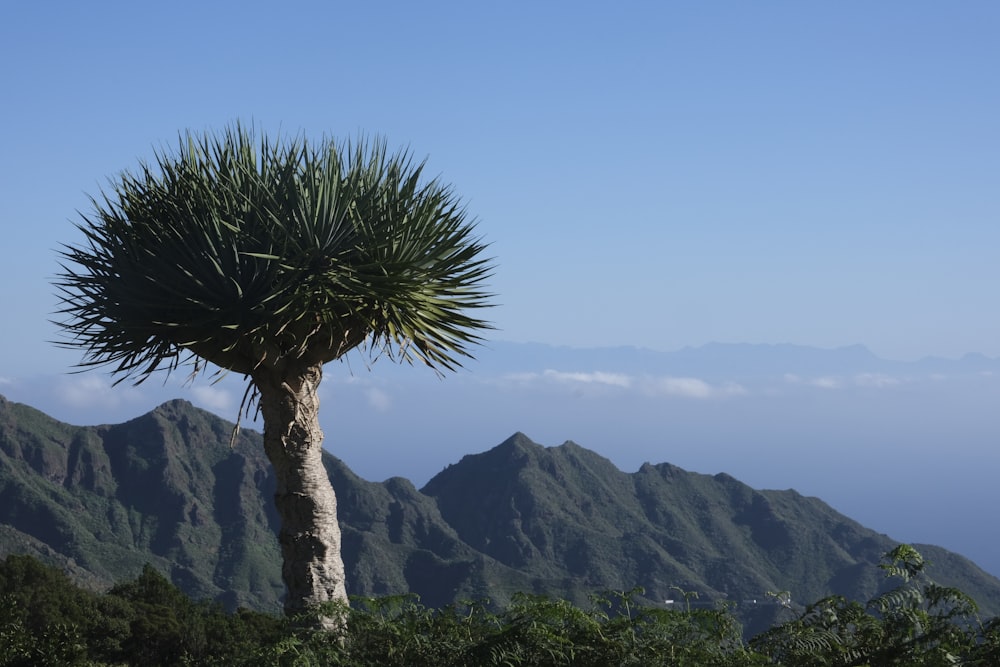 a large tree with a very tall plant in the foreground