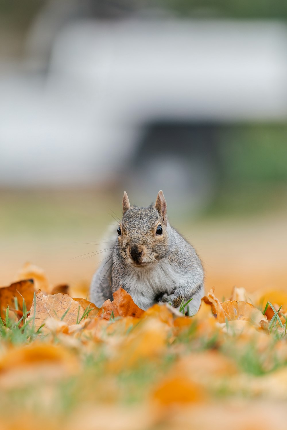 a squirrel sitting on top of a pile of leaves