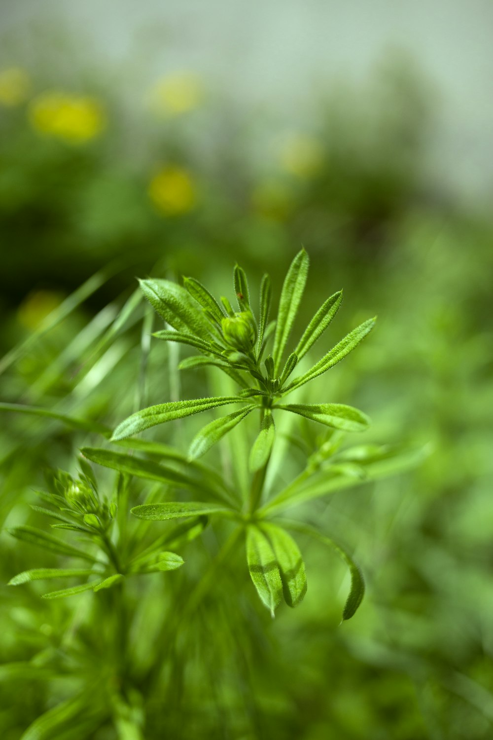 a close up of a green plant with yellow flowers in the background