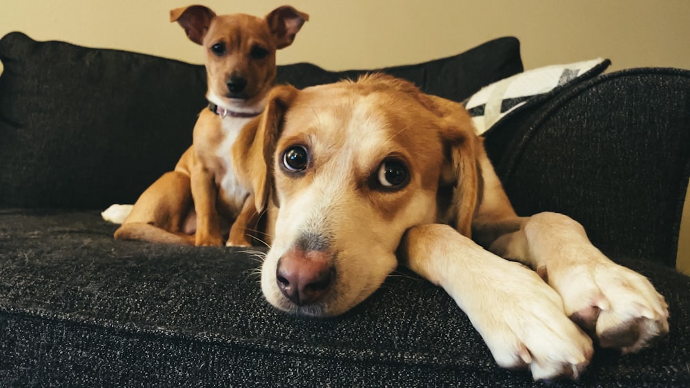 a couple of dogs laying on top of a couch