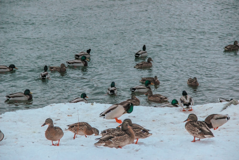 a flock of ducks standing on top of snow covered ground