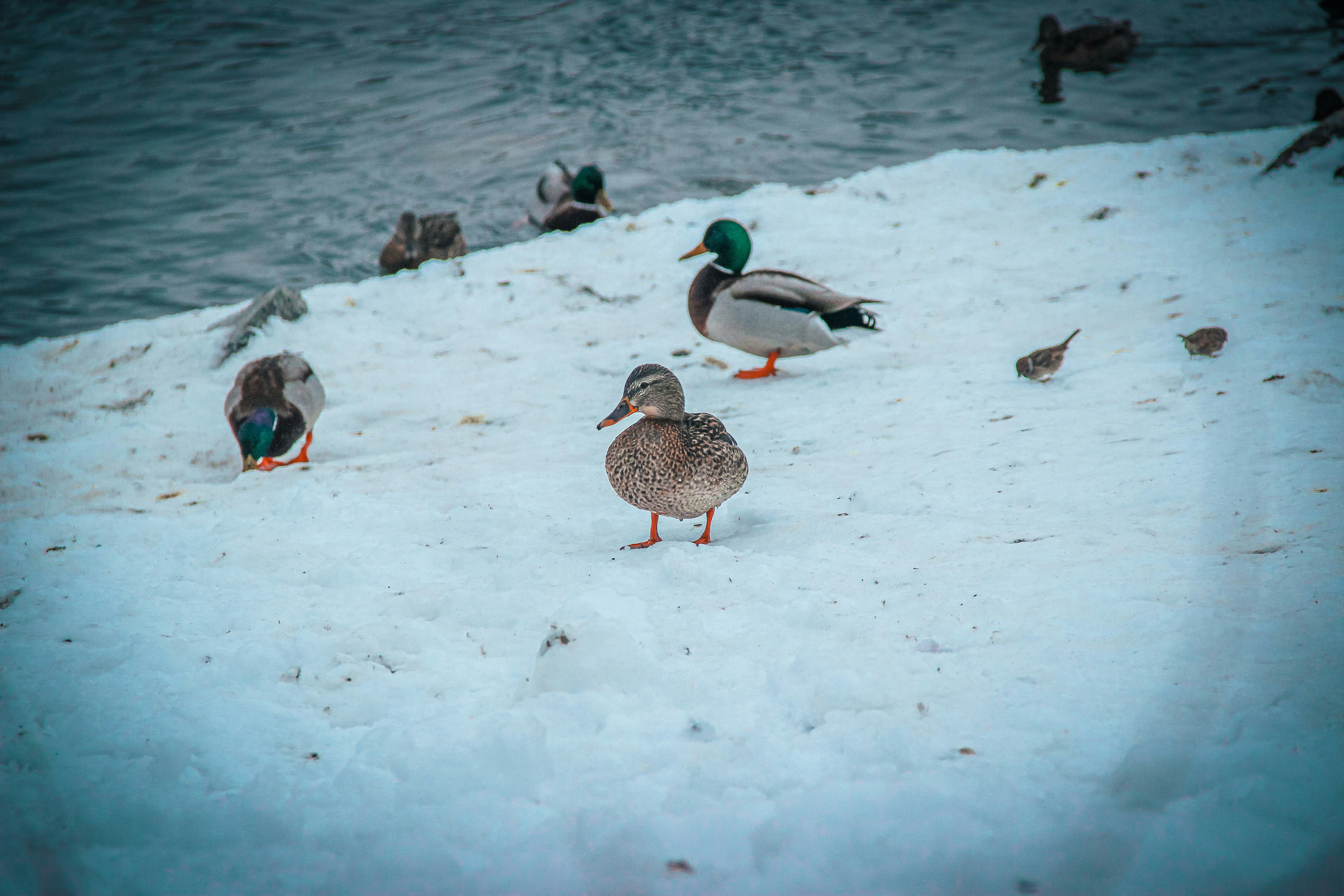 Photo by al1b3k