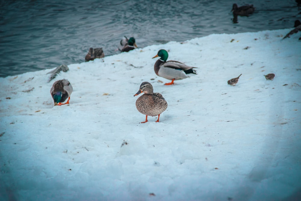 a flock of ducks standing on top of snow covered ground