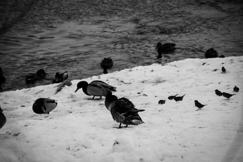 a flock of birds standing on top of snow covered ground