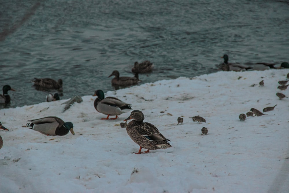 a flock of ducks standing on top of snow covered ground