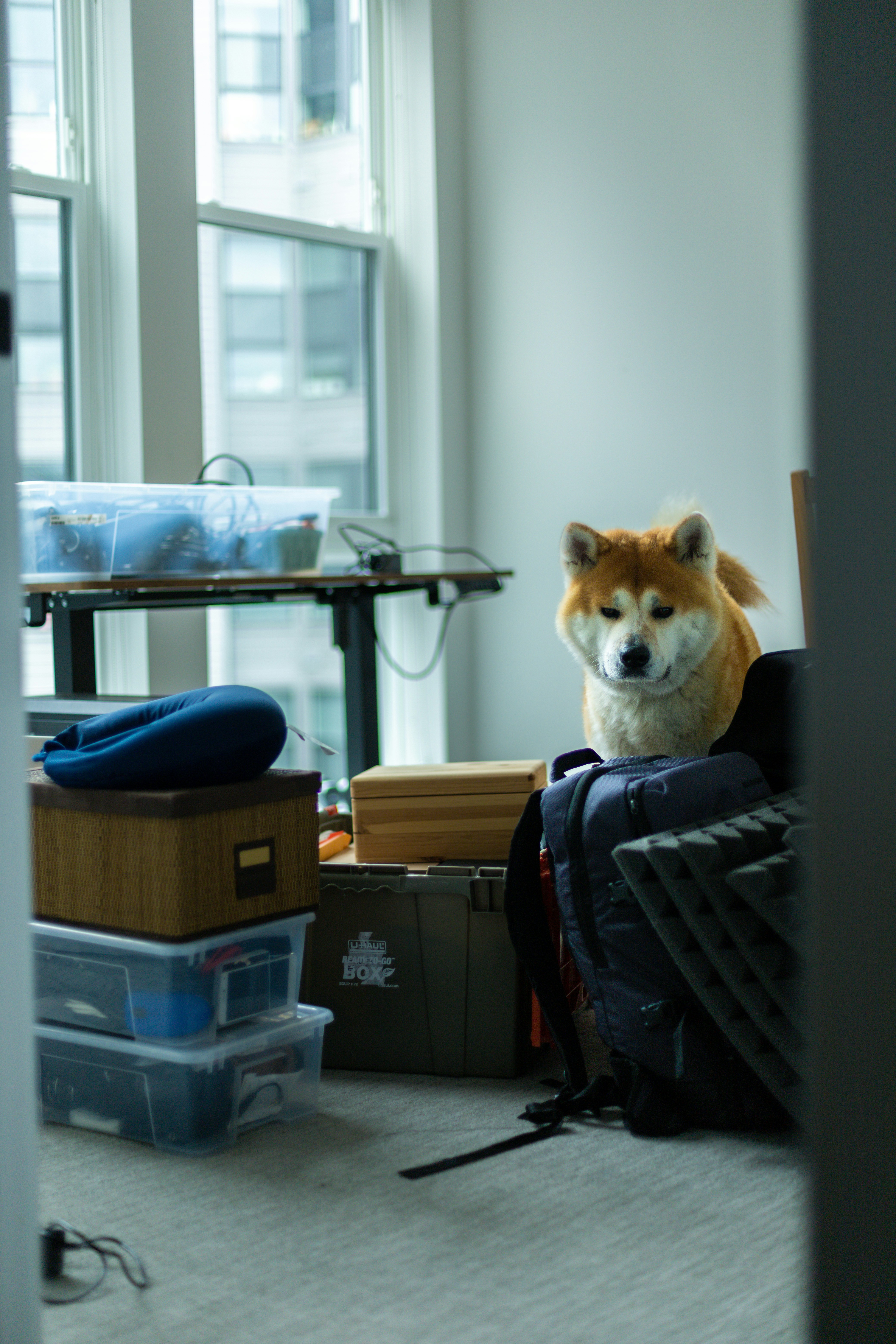 Moving With a Dog: How to Keep Your Pet Calm and Happy