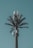 A cell tower designed to look like a palm tree, with artificial foliage blending with technological equipment against a clear blue sky.
