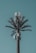 A cell tower designed to look like a palm tree, with artificial foliage blending with technological equipment against a clear blue sky.