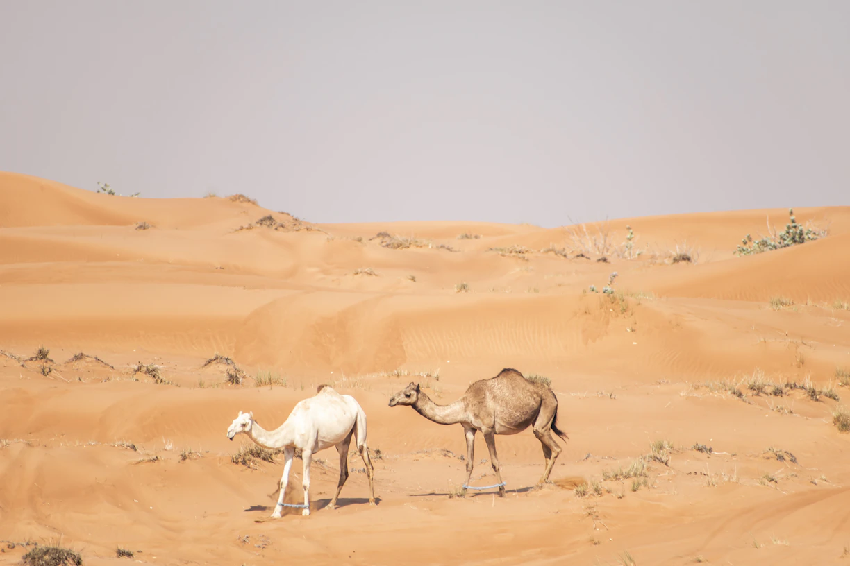 a couple of camels walking across a desert