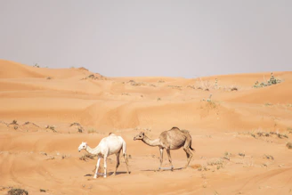 a couple of camels walking across a desert