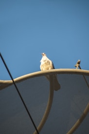 A bird with light feathers is perched on a metallic mesh structure, set against a clear blue sky. The structure has a curved design, with visible dark support rods crossing diagonally.