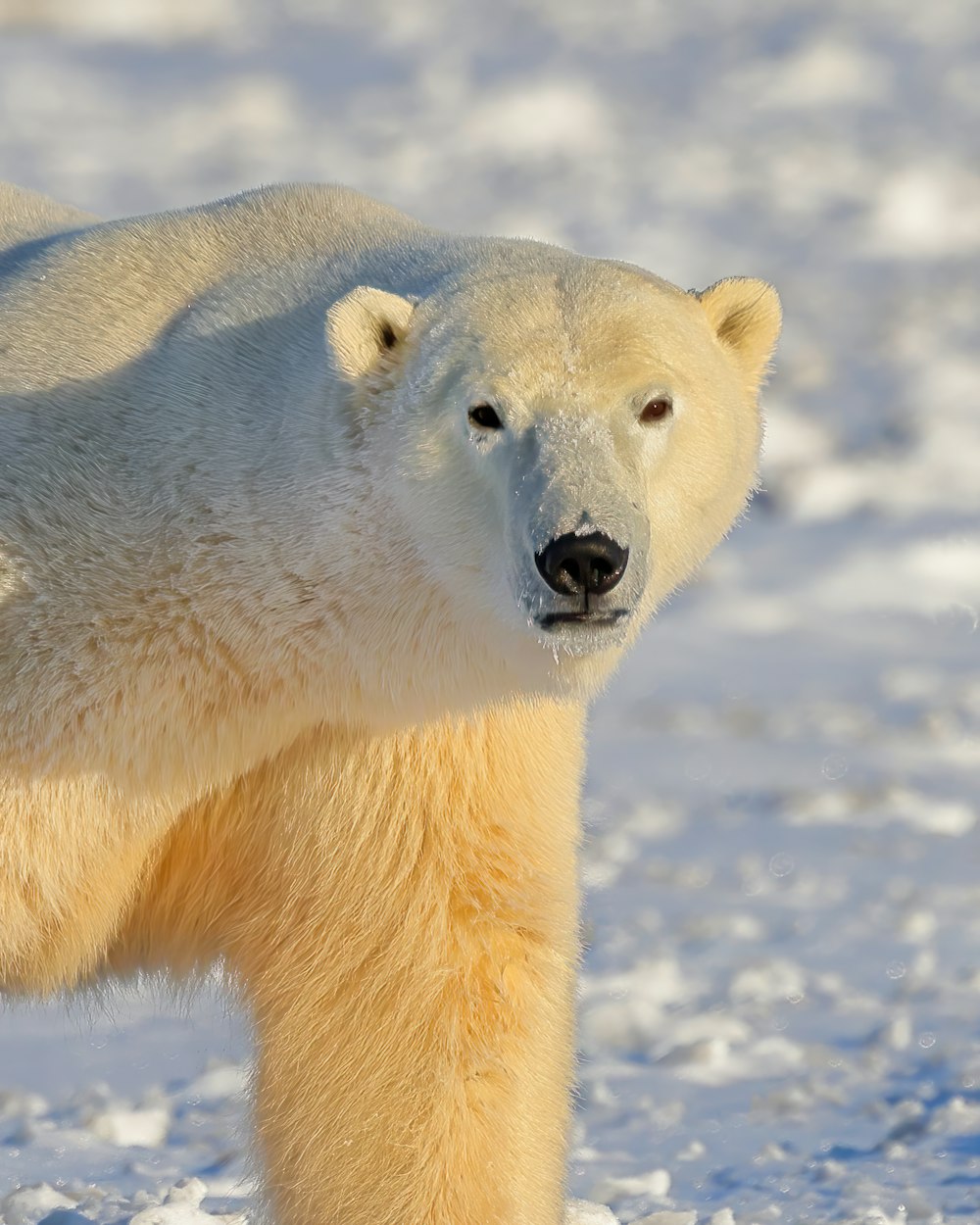 a polar bear standing in the snow looking at the camera