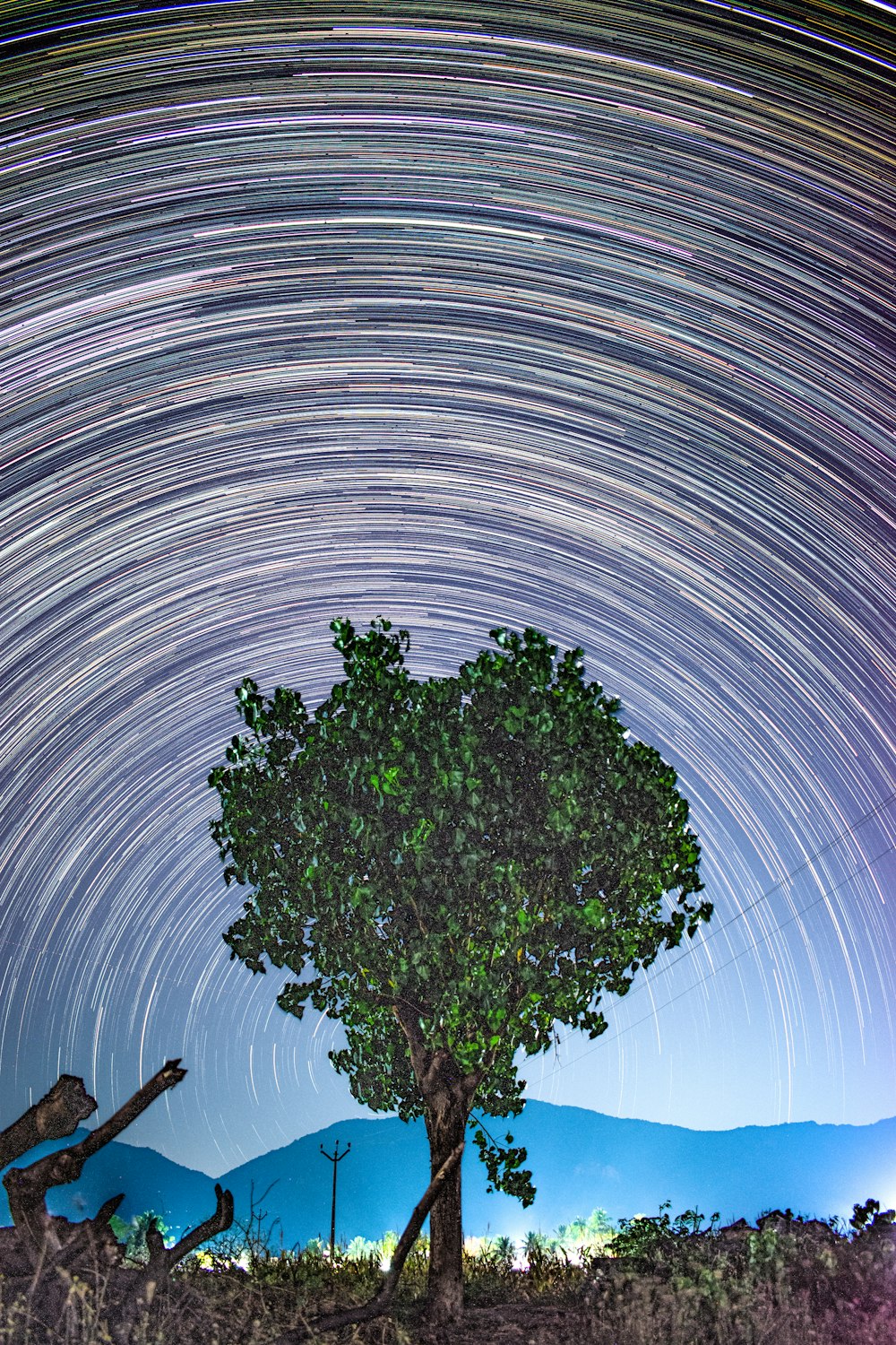 a tree with a star trail in the background