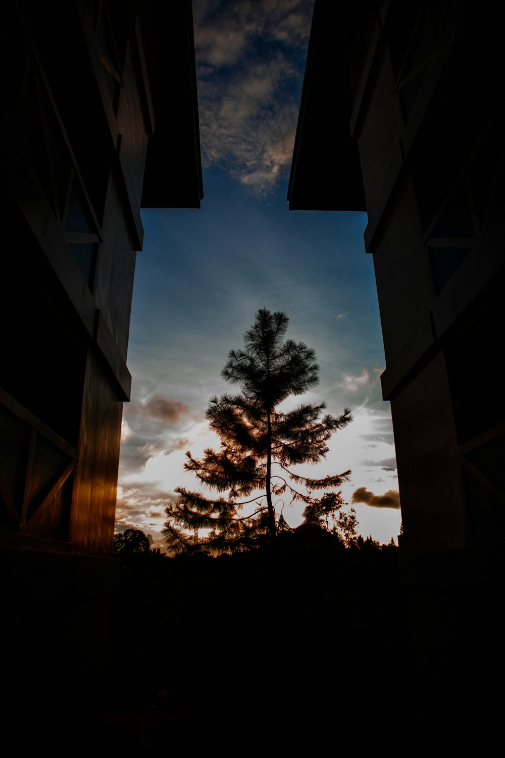 a view of a tree through two windows