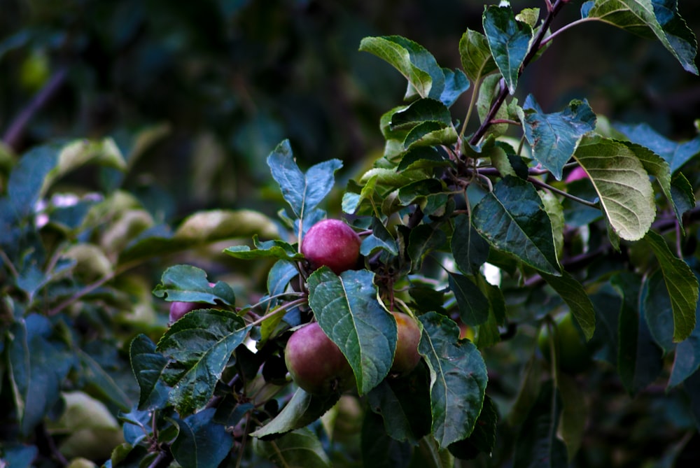 an apple tree filled with lots of green leaves