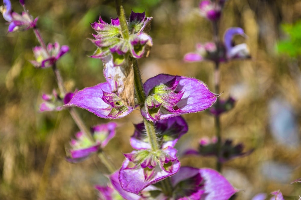 a close up of a purple flower with a blurry background