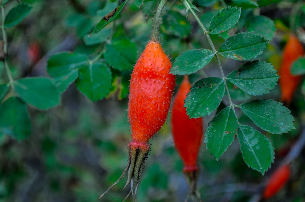 a close up of a flower on a tree