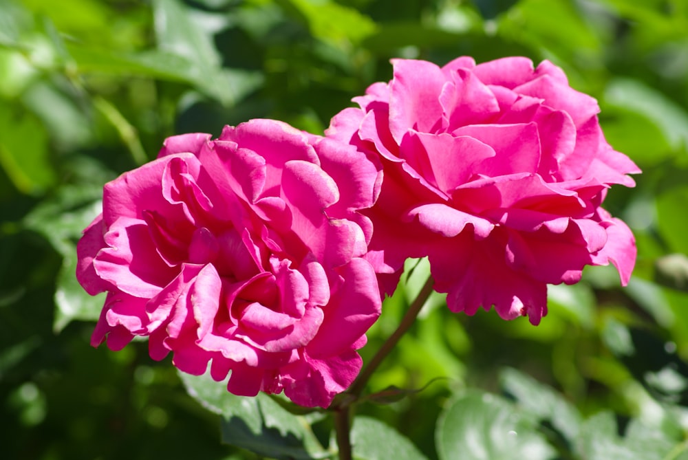 two pink roses blooming in a garden