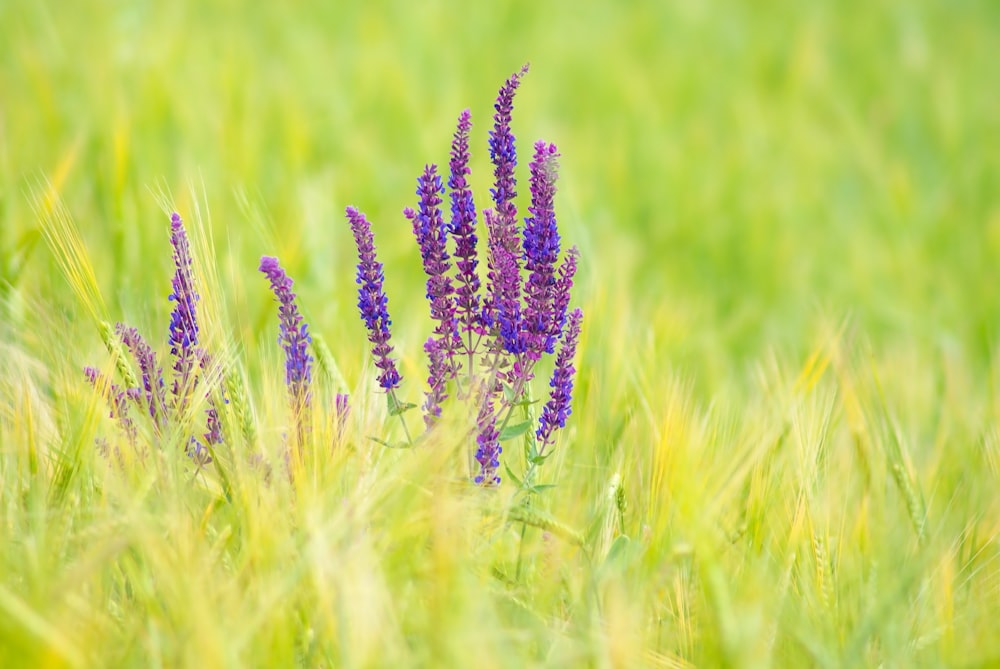 a field of purple flowers in the middle of the day