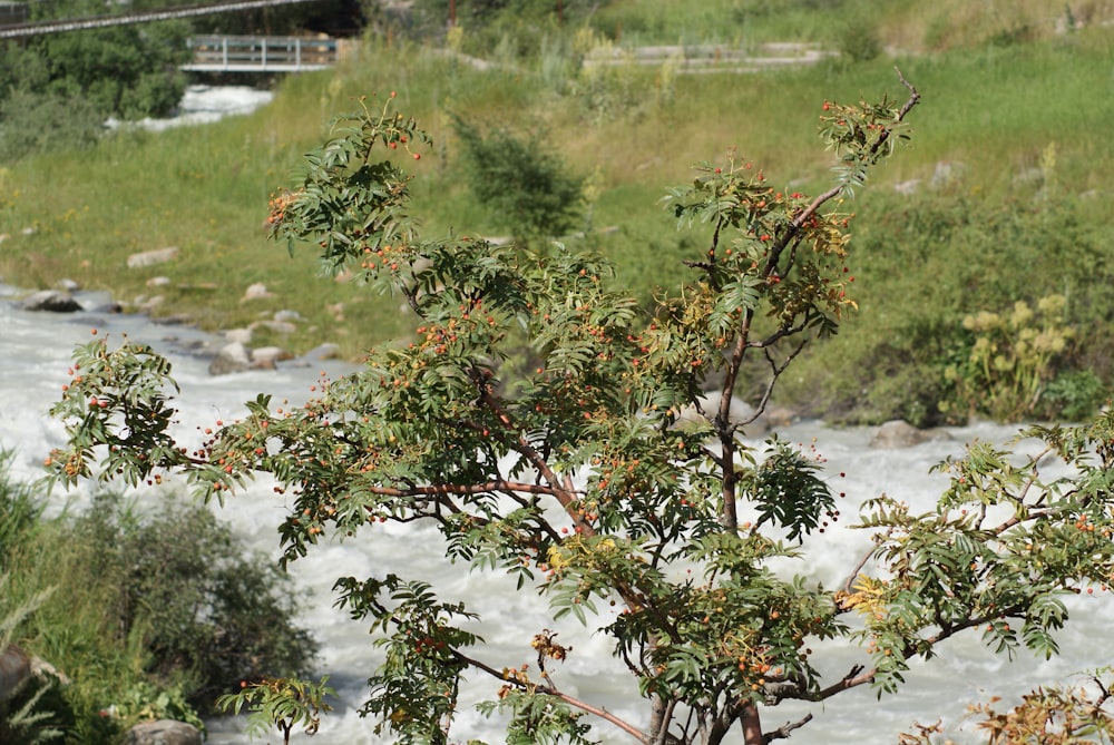 a small tree next to a river with a bridge in the background