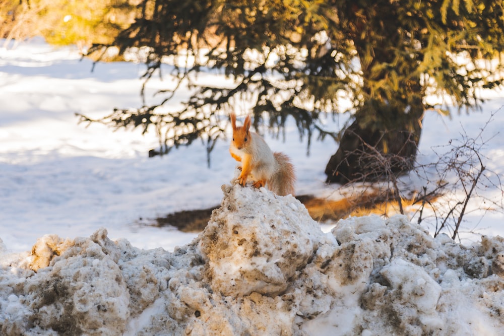 a squirrel sitting on top of a pile of snow