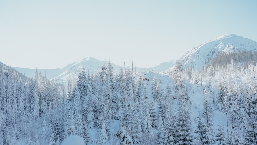 a snow covered mountain with trees in the foreground