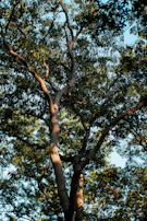 A sturdy tree trimmed perfectly, with sunlight filtering through its leaves.