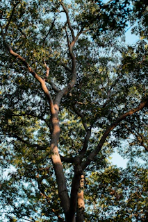 A sturdy tree trimmed perfectly, with sunlight filtering through its leaves.