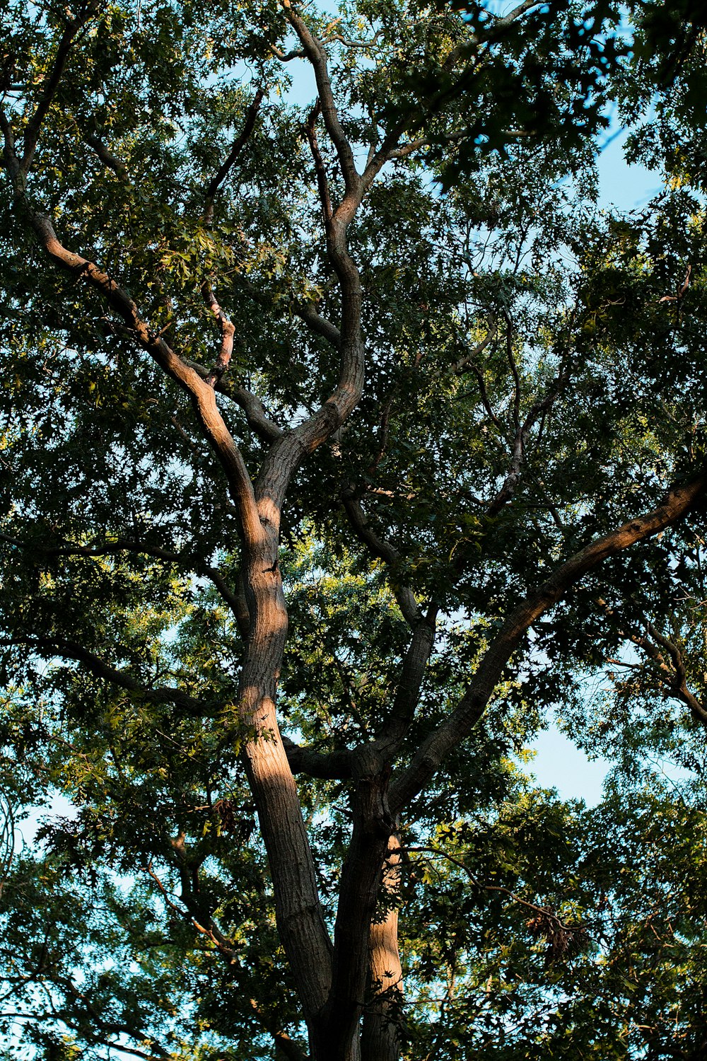 a giraffe standing next to a tall tree