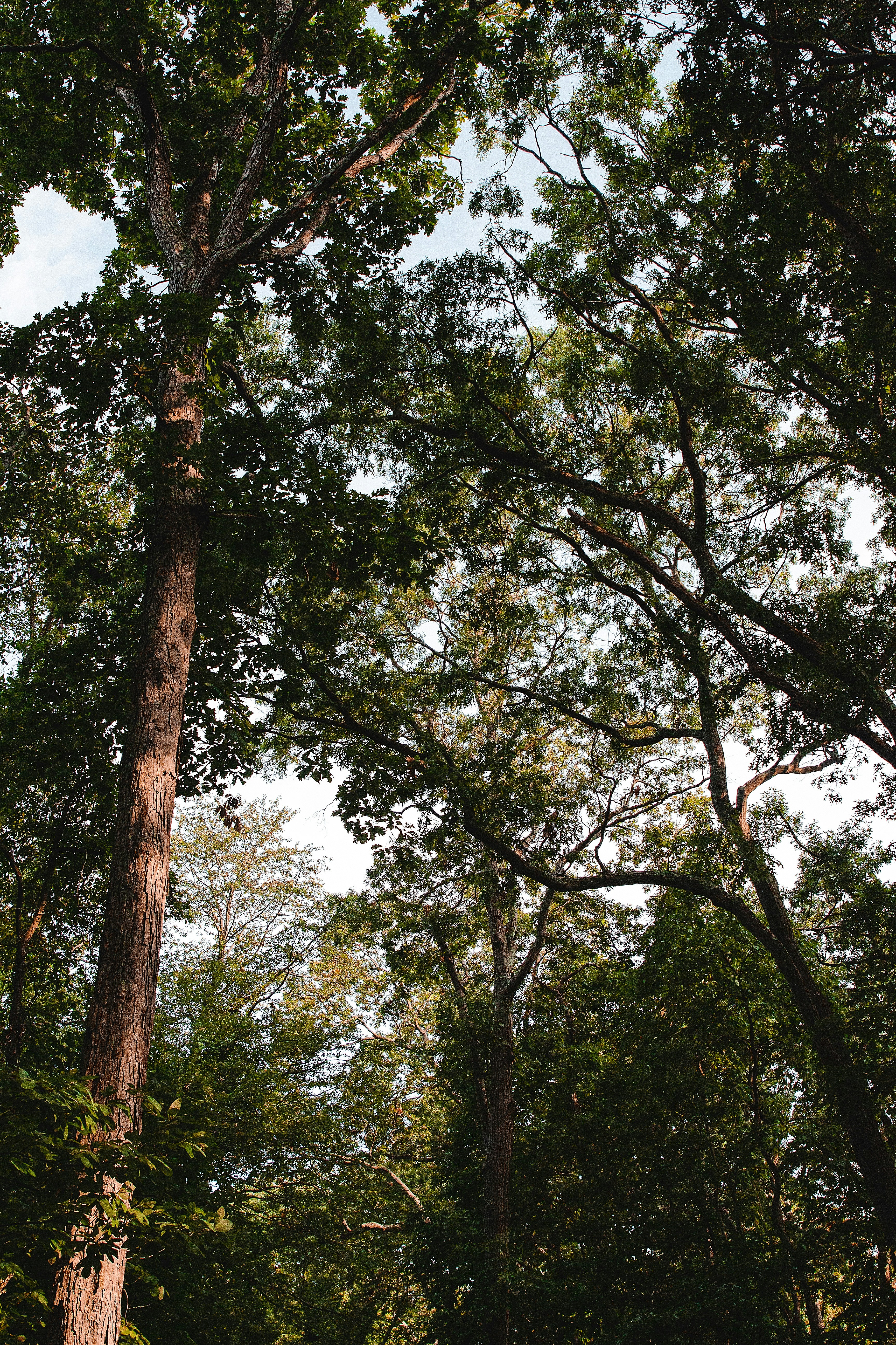 a forest filled with lots of tall trees