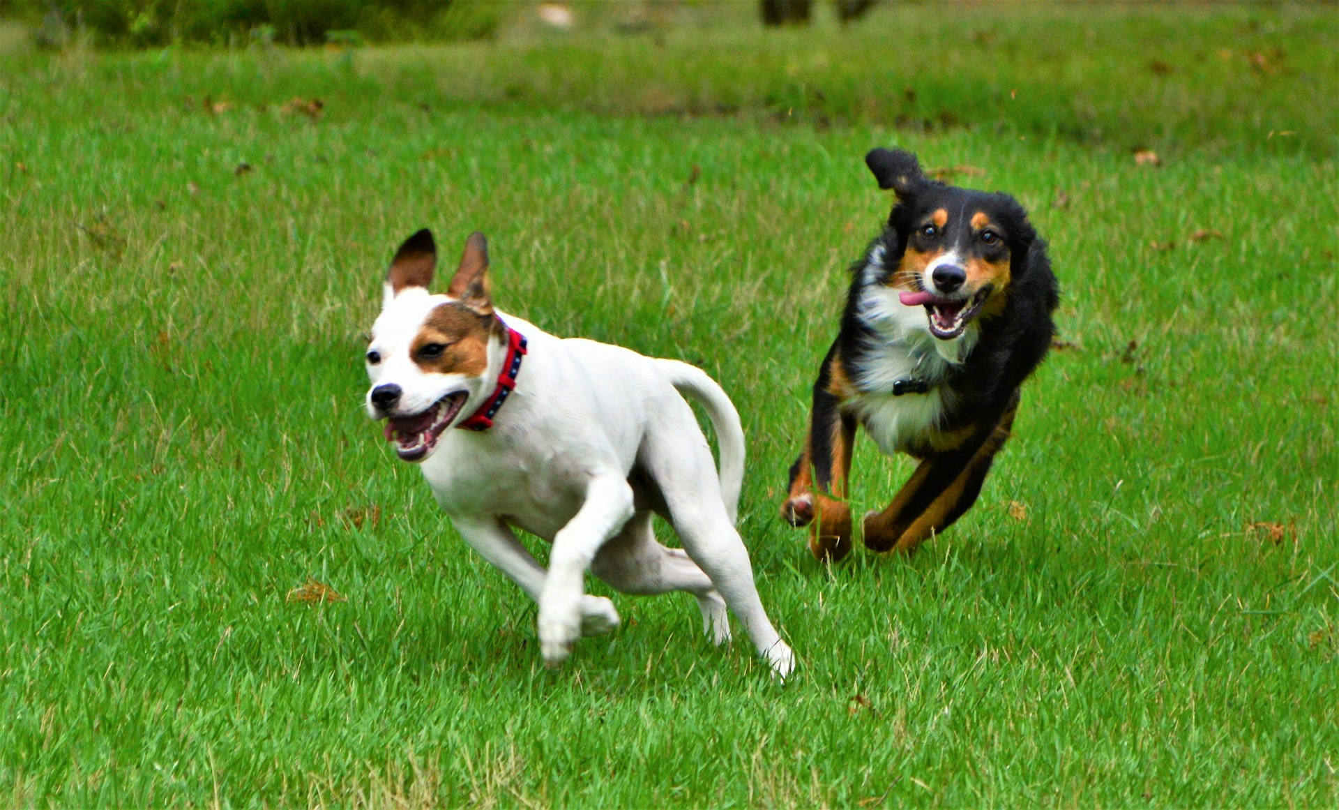 a couple of dogs running across a lush green field