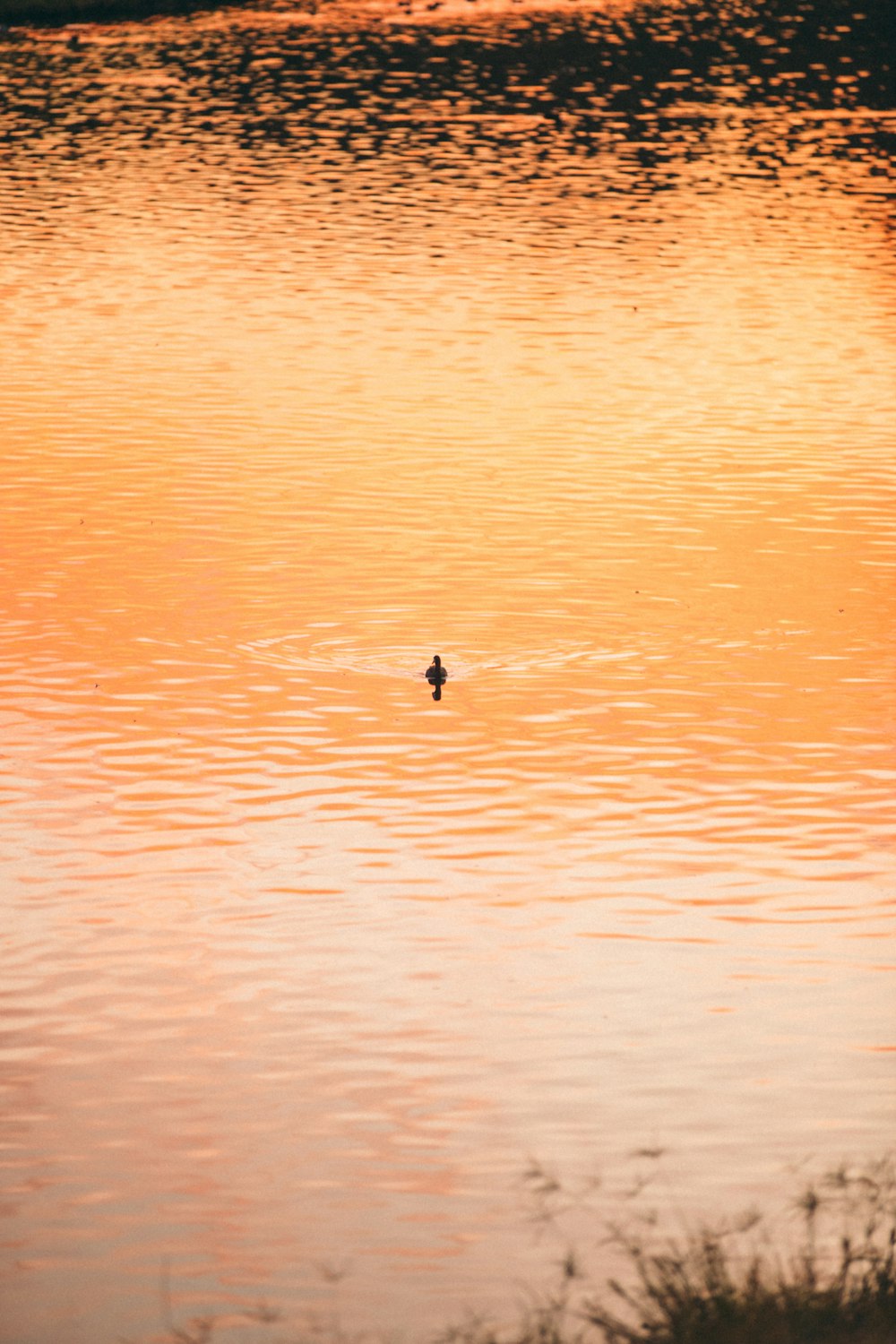 a duck floating on top of a body of water