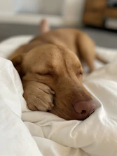A happy dog resting peacefully next to its owner after a healing session.