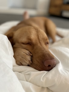 A calm dog lying peacefully with a soft focus on its head, representing nerve and brain support.