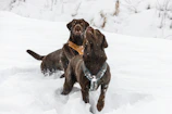 Happy adopted pets playing joyfully in their new homes.