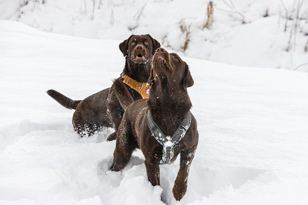 two dogs playing in the snow with each other