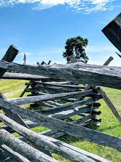 A rustic wooden split-rail fence stretches into the distance under a bright blue sky. A large tree stands in the background, and the grass is vivid green, indicating a sunny day.