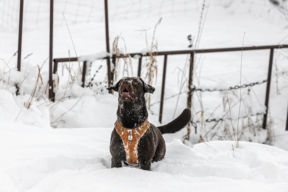 a dog standing in the snow with a bandanna around its neck