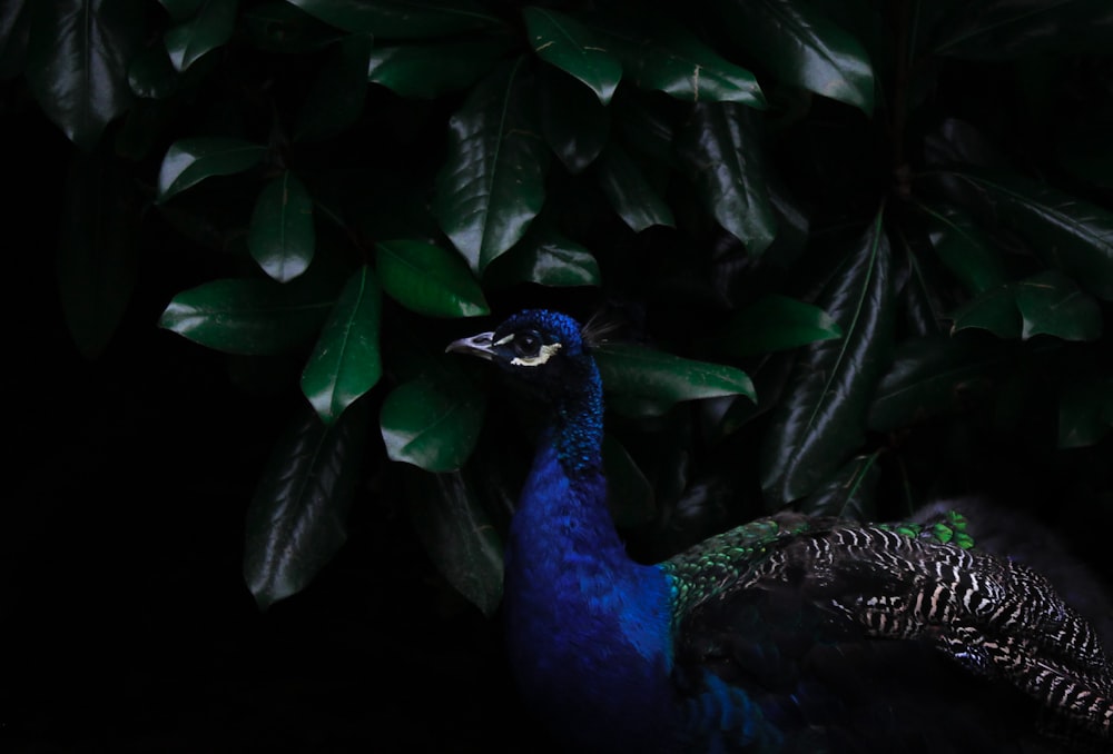 a peacock is standing in front of some leaves