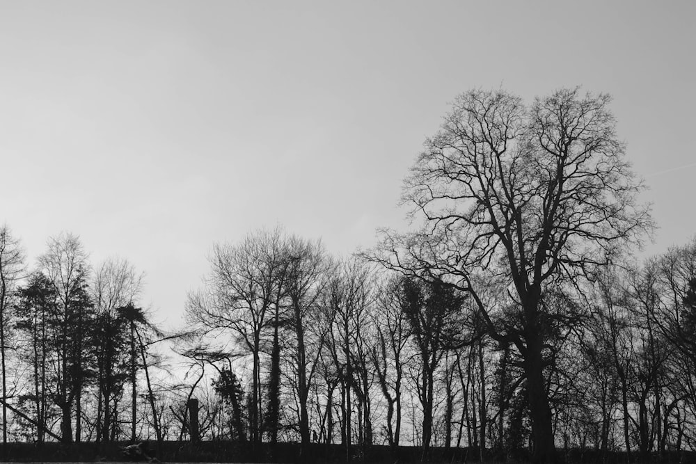 Una foto in bianco e nero di alcuni alberi