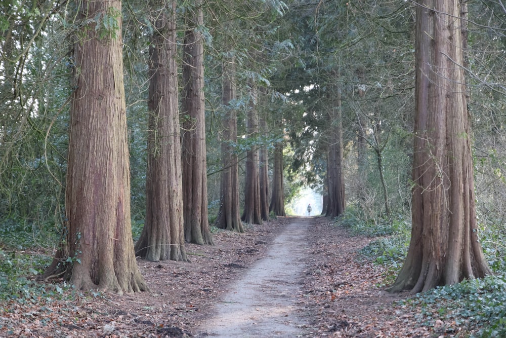 a dirt path in the middle of a forest