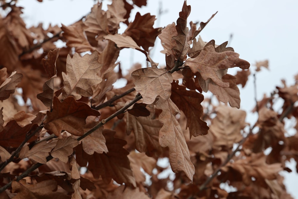 a close up of a tree branch with leaves