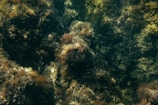 Dense underwater scenery filled with clusters of marine algae and seaweed. The image captures a variety of textures and shades of brown and green, reflecting the rich biodiversity of the aquatic ecosystem.