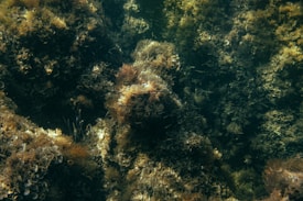 Dense underwater scenery filled with clusters of marine algae and seaweed. The image captures a variety of textures and shades of brown and green, reflecting the rich biodiversity of the aquatic ecosystem.