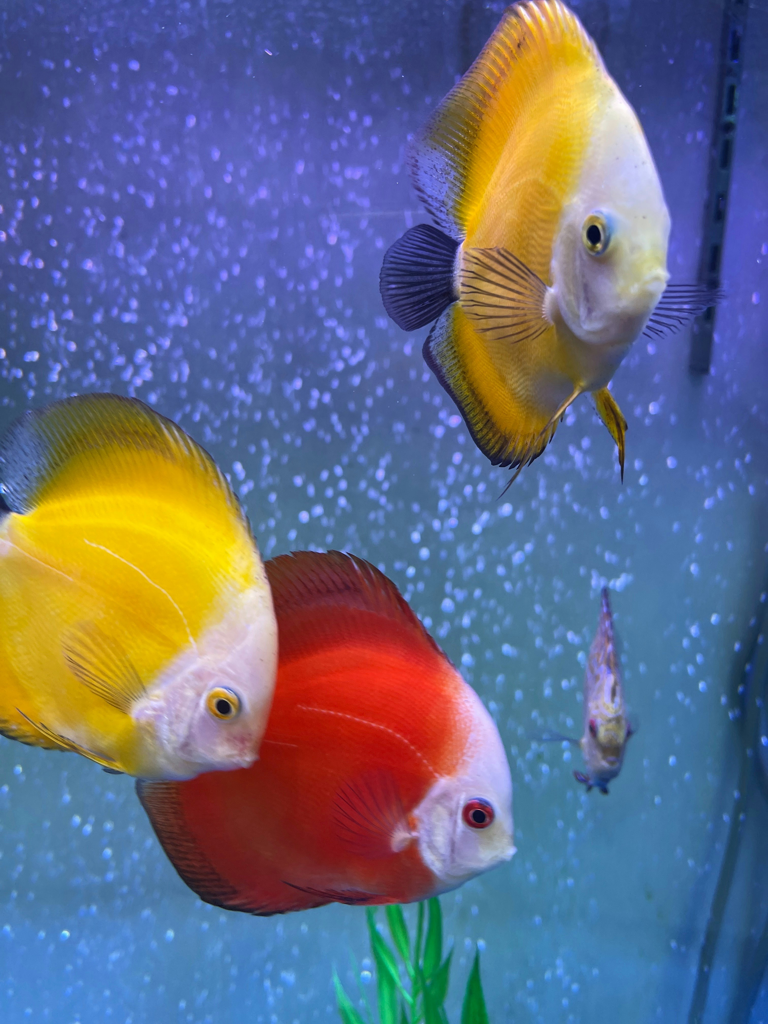 Vibrant Guppy Trio
