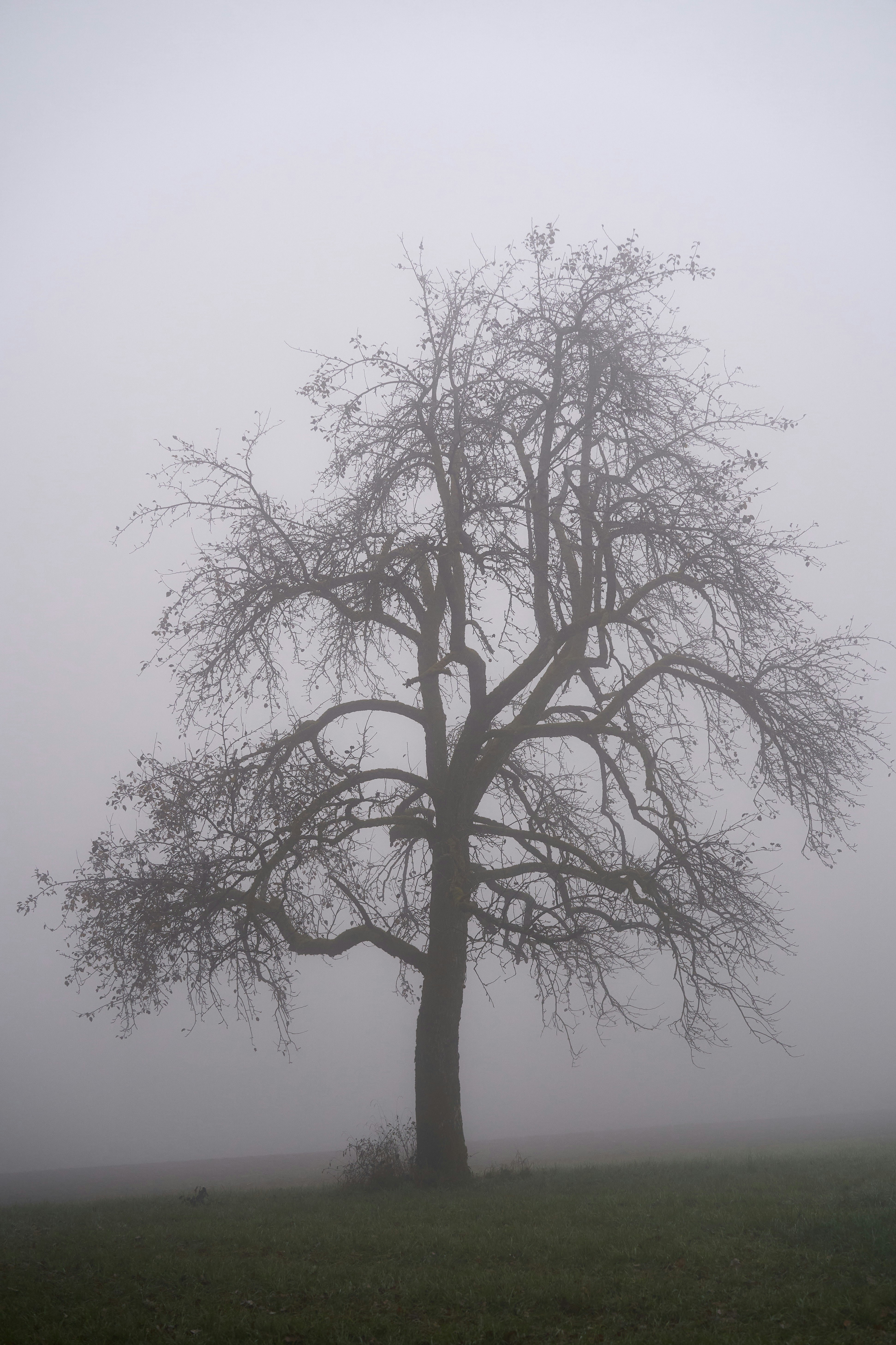 Photo by wolfgang_hasselmann