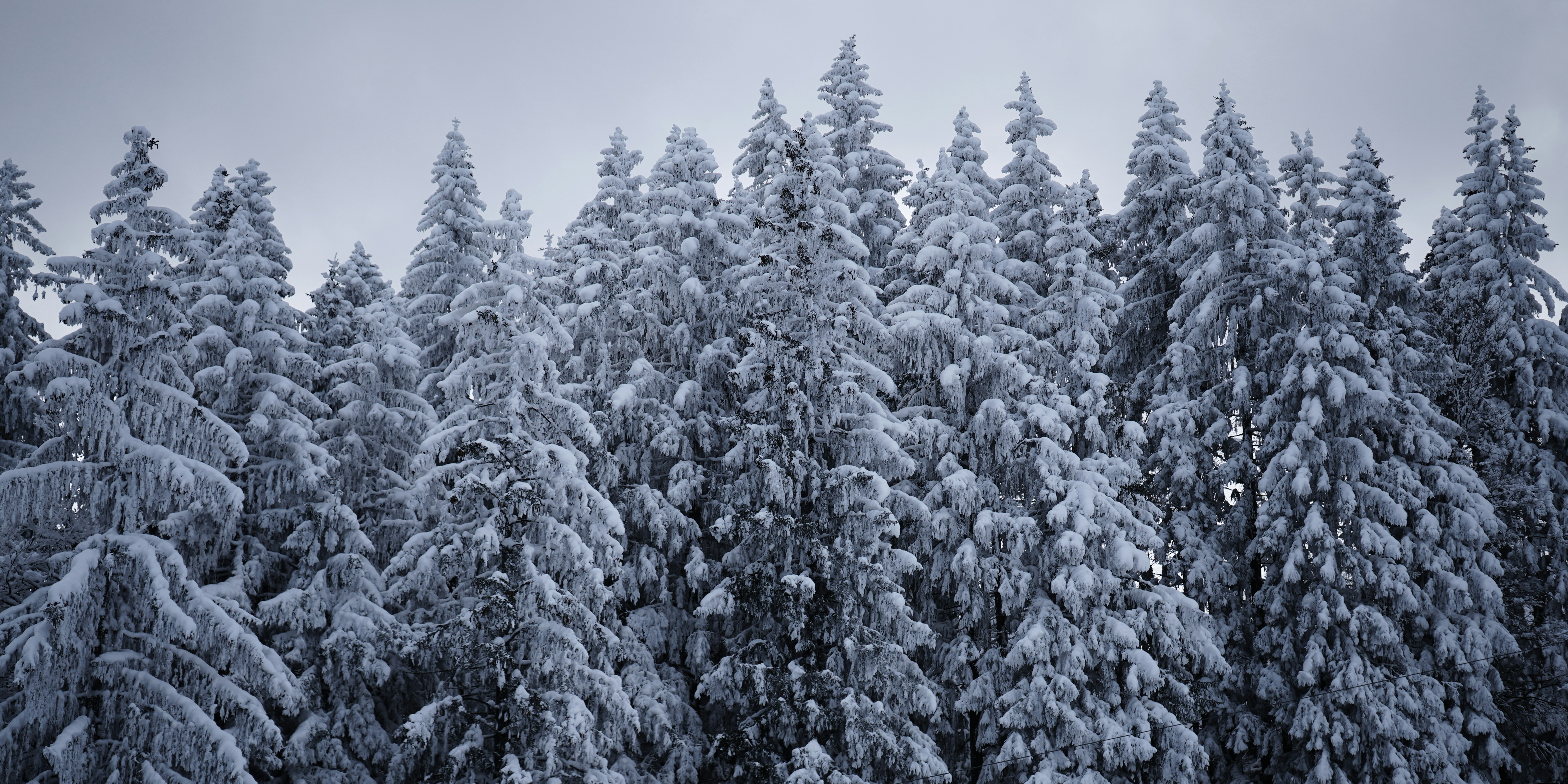 Snowy forest